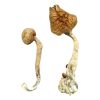 Buy African Transkei Magic Mushrooms