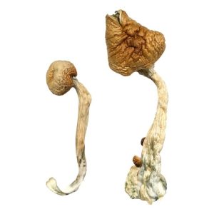 Buy African Transkei Magic Mushrooms