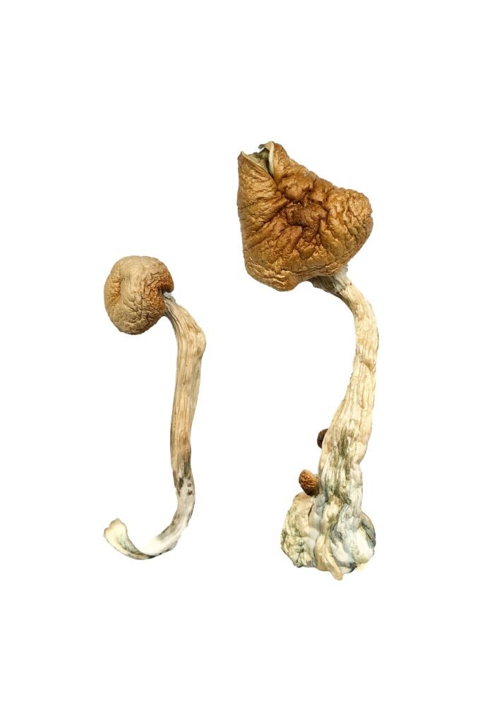 Buy African Transkei Magic Mushrooms