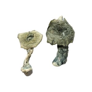 Buy Albino Cambodians Magic Mushrooms