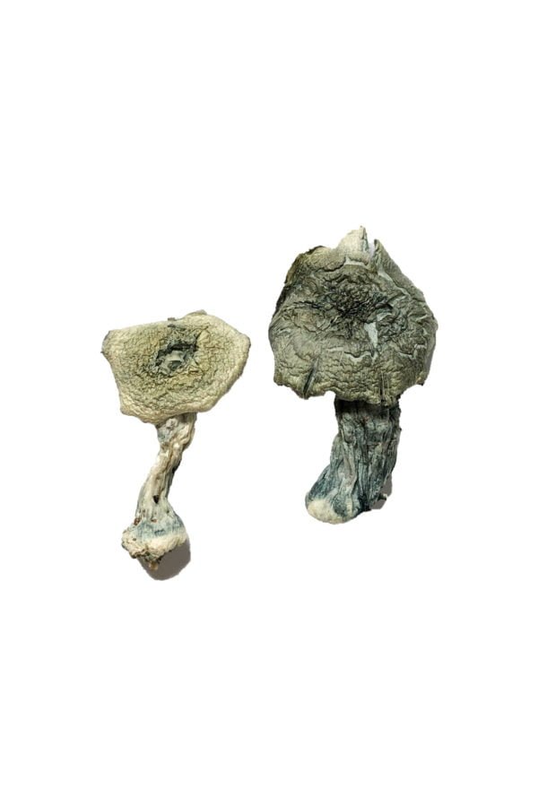 Buy Albino Cambodians Magic Mushrooms