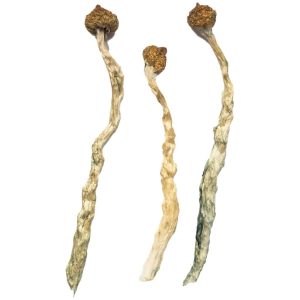 Buy Arenal Volcano Magic Mushrooms