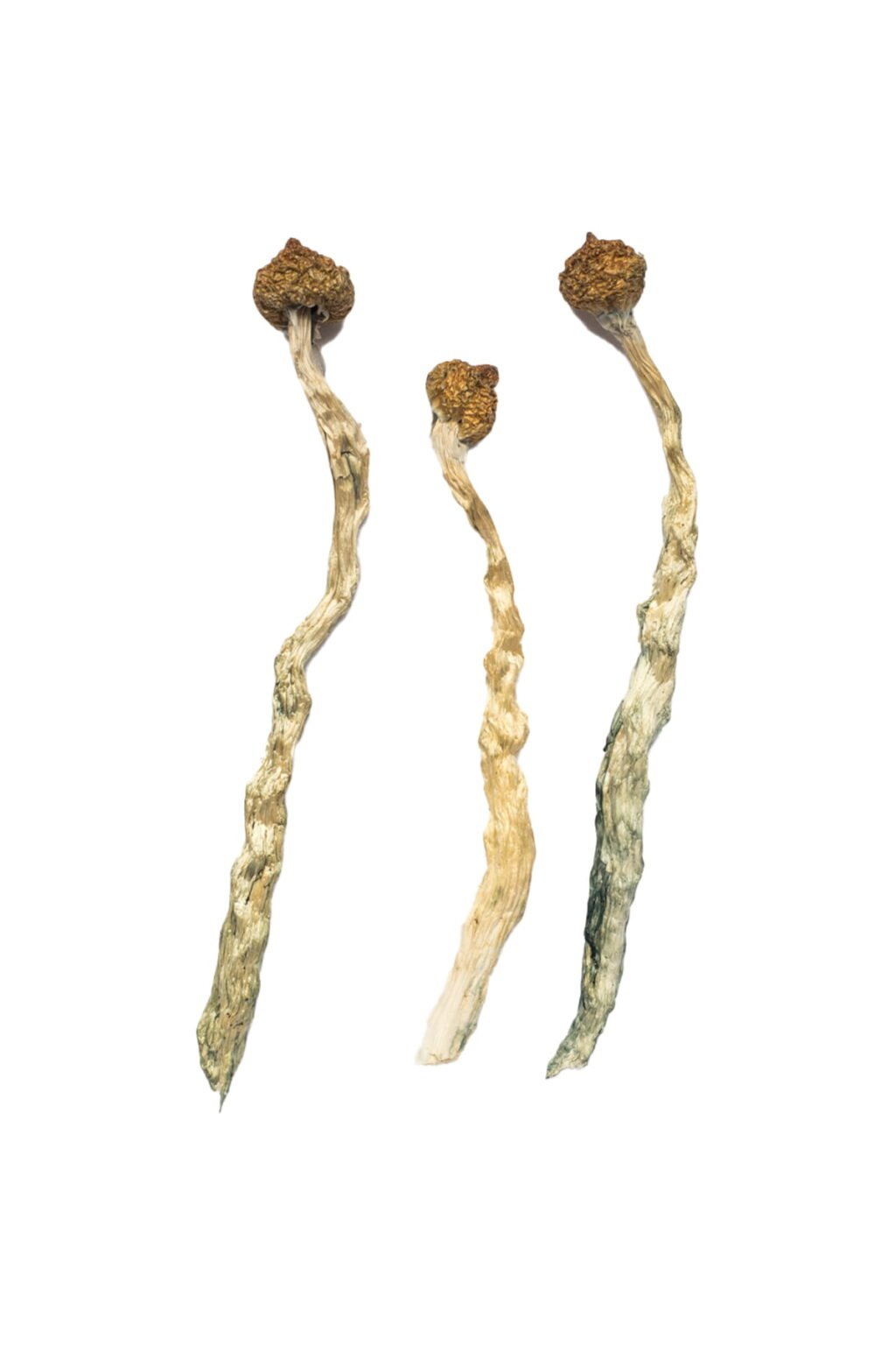 Buy Arenal Volcano Magic Mushrooms