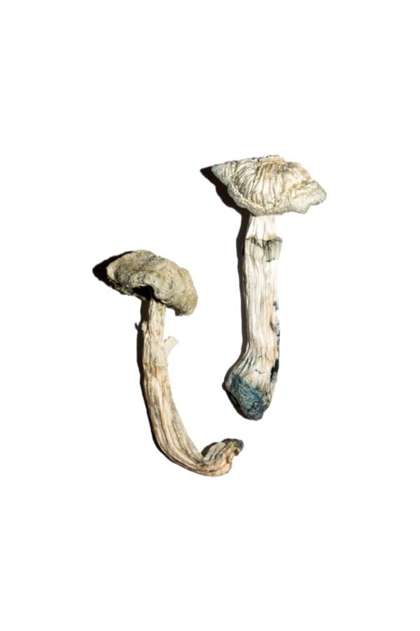 Buy Avery’s Albino Magic Mushrooms