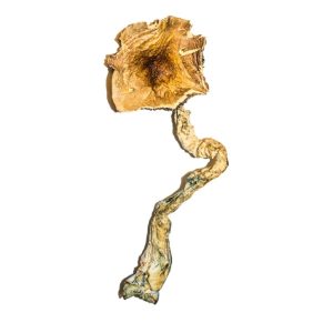 Buy Premium B+ Magic Mushrooms Online
