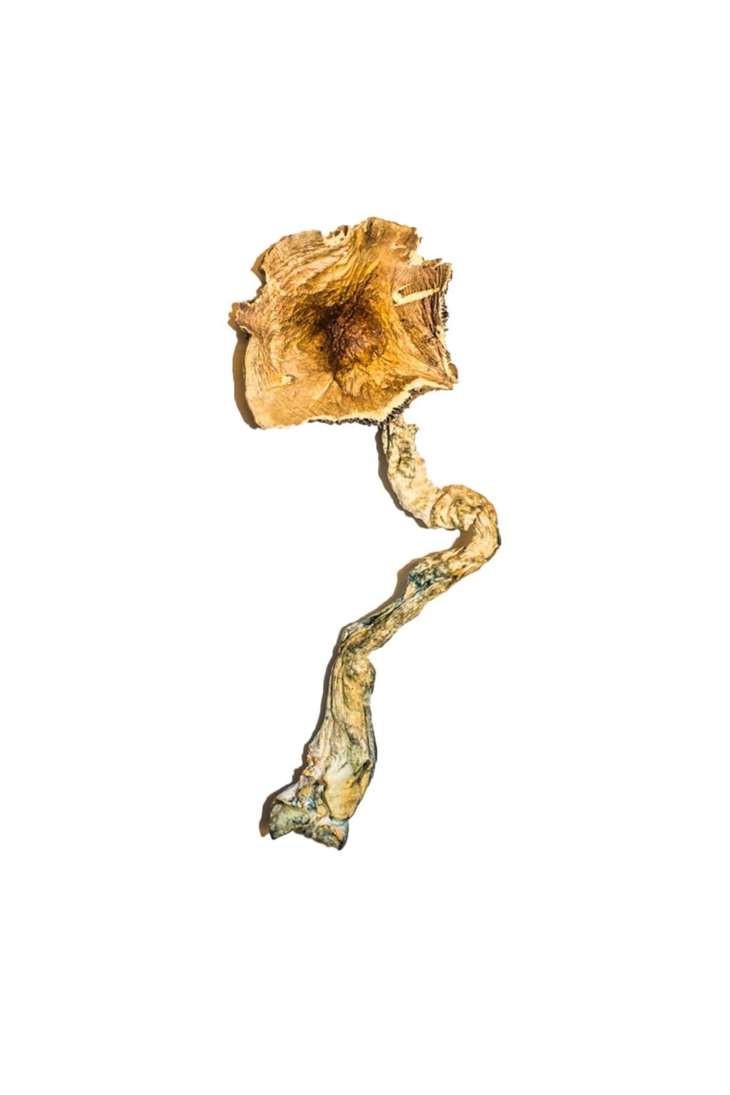 Buy Premium B+ Magic Mushrooms Online