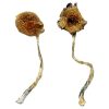 Buy Ban Thurian Magic Mushrooms