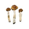 Buy Brazilian Magic Mushrooms