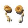 Buy Cambodian Magic Mushrooms Online