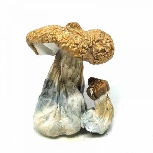 Buy Costa Rican Magic Mushrooms online