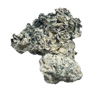 Buy Enigma Magic Mushrooms