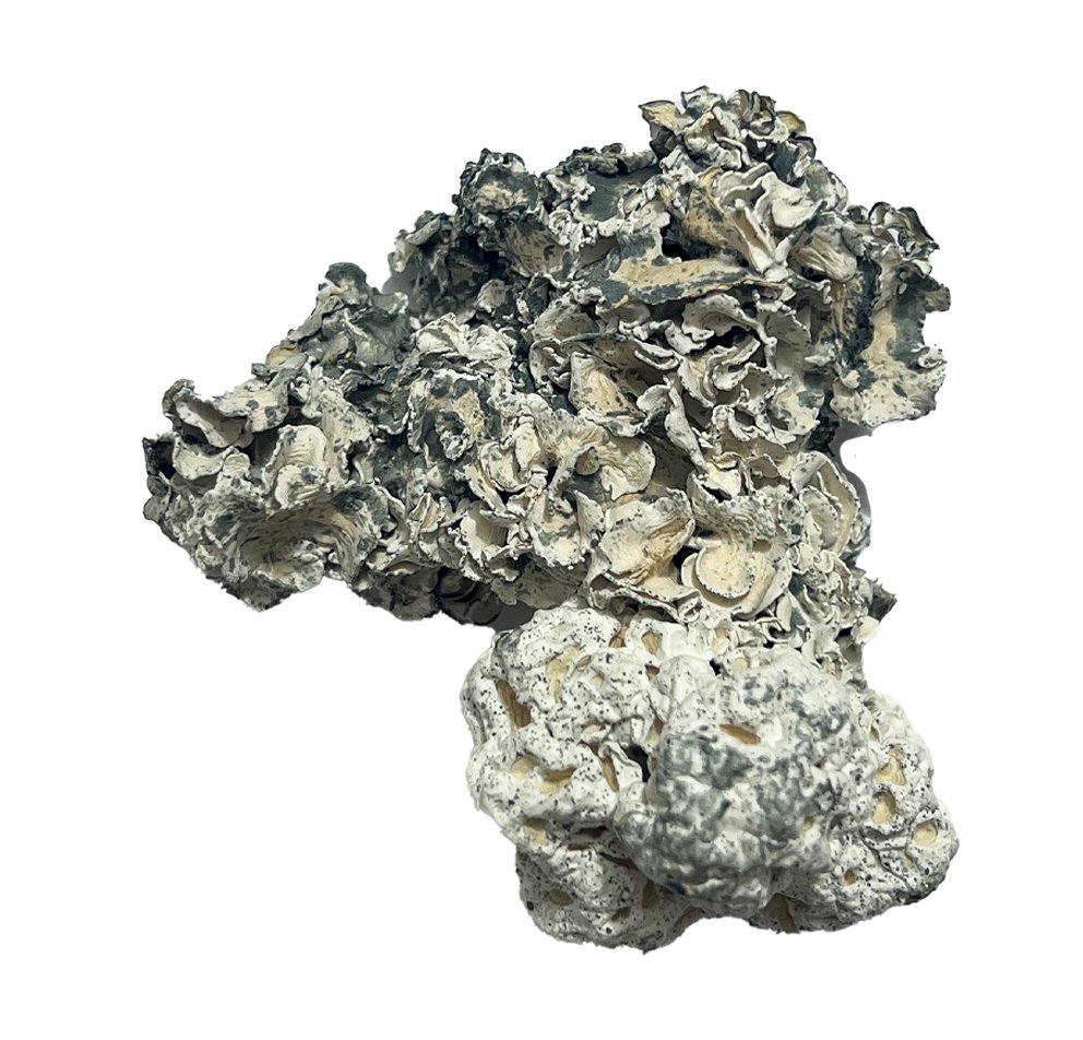 Buy Enigma Magic Mushrooms