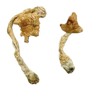 Buy Entheogen Explosion Magic Mushrooms