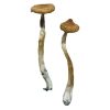 Buy Escondido Magic Mushrooms Online