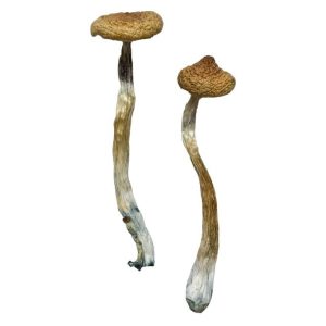 Buy Escondido Magic Mushrooms Online