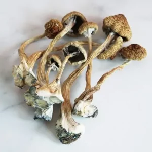 Magic Mushrooms Delivery Online