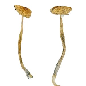 Buy Nepal Chitwan Magic Mushrooms
