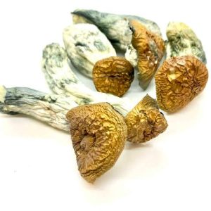 Buy Makilla Gorilla Magic Mushrooms