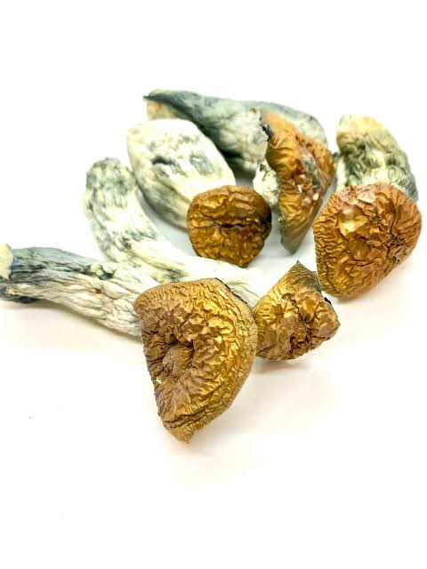 Buy Makilla Gorilla Magic Mushrooms